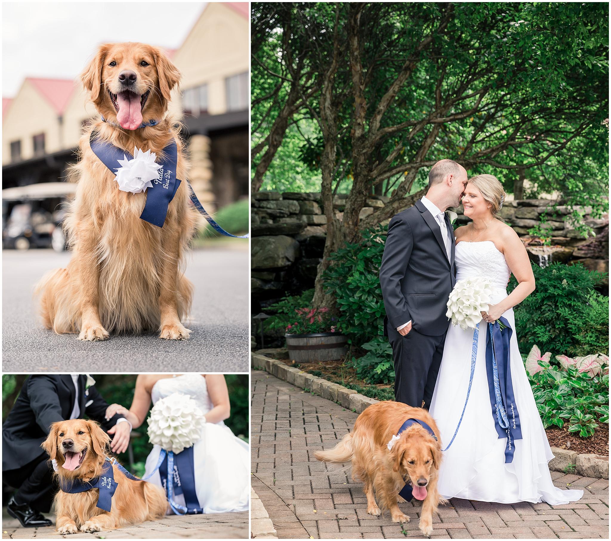 best dog wedding pictures