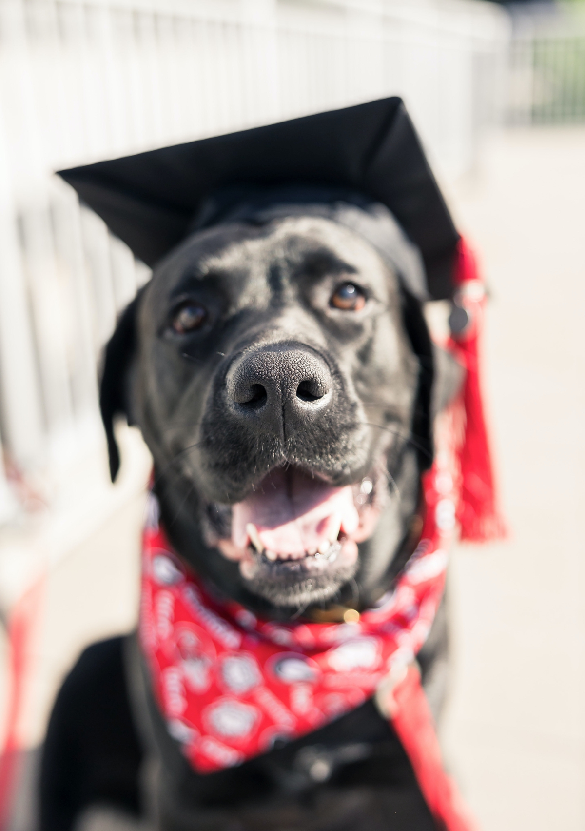 A black lab wearing a UGA graduation cap as he smiles.