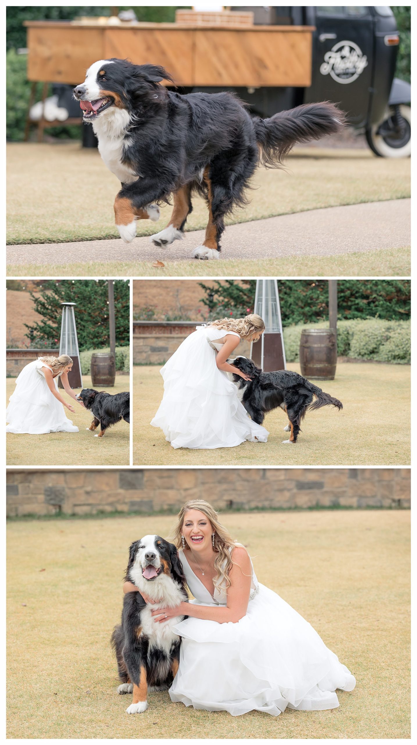 doggy first look reveal at wedding yonah mountain vineyards